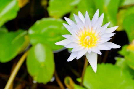 特写到白花盛开的睡莲