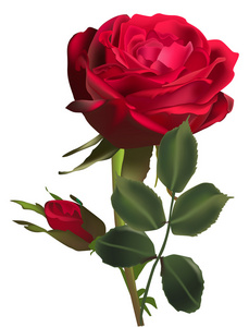 暗红色玫瑰花和白色衬底上分离出的一芽
