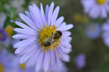 蓝色的花朵上的蜜蜂