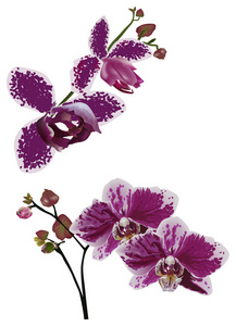 暗紫色斑点兰花花