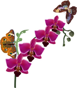 两只蝴蝶和深色的粉红色的兰花花