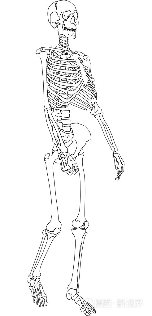 单一的人类骨架素描