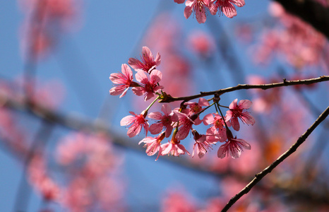 粉色樱花