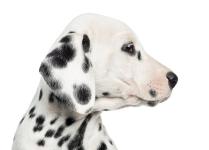 斑点狗小狗的外形，孤立的白色衬底上的特写镜头