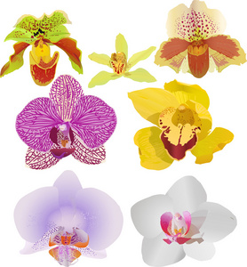 七个鲜艳的兰花花图图片