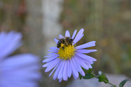 蓝色的花朵上的蜜蜂