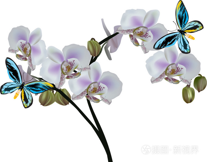 luz de orqudeas flores y dos mariposas azules淡的兰花花和两个蓝色的蝴蝶