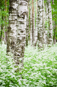 树干在白桦林和野花，特写