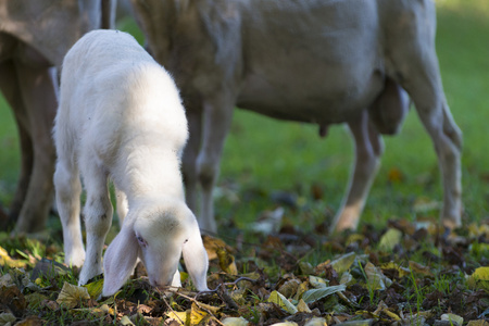 小小的白羊放牧在秋天草甸