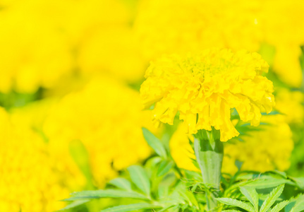 在花园里的美丽的万寿菊鲜花