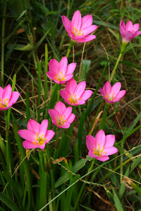 美丽雨百合花卉。葱兰莉莉，莉莉童话适