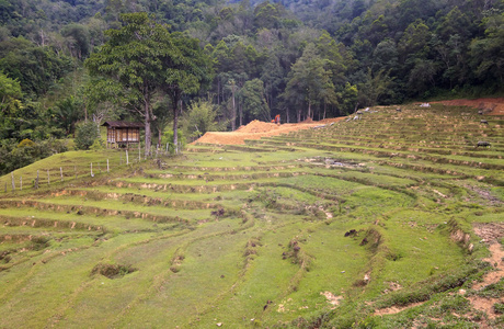 农村现场内心深处婆罗洲，沙巴，马来西亚