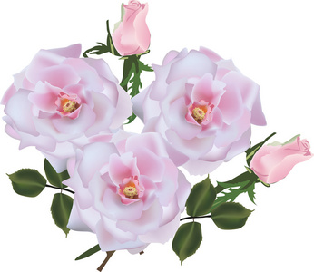 三光粉红色的玫瑰和白色衬底上的两个芽