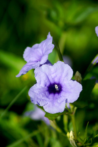 ruellia 荸荠属植物。waterkanon watrakanu minnieroot 铁艺的研发