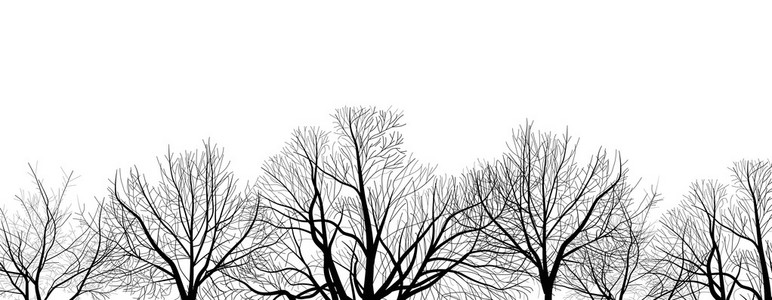 光秃秃的树木枝上孤立的白