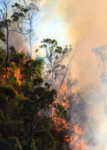 森林大火在澳大利亚的灌木丛中