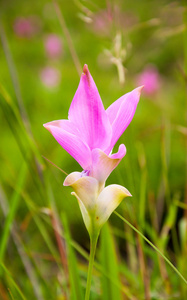 粉红色的暹罗郁金香花在草地上