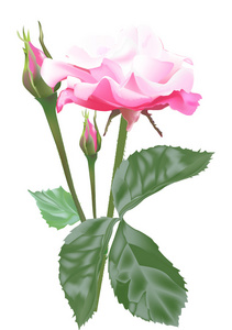 单一的孤立的光的粉红色的玫瑰和芽