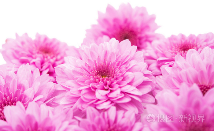 粉色菊花背景