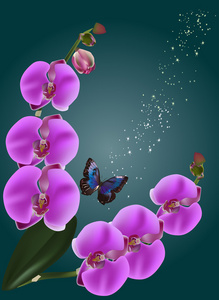 粉红色的兰花和单一的蓝色蝴蝶