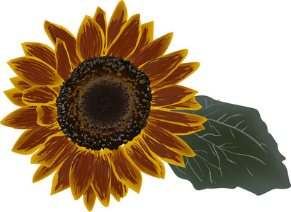 单一的绽放图片