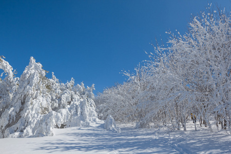 冬季冰天雪地森林