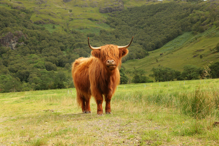苏格兰高地牛在字段中的关闭