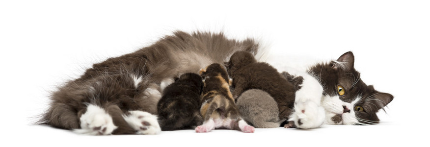 新出生的高地直或折叠小猫躺着，1 周龄 iso