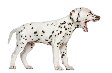 斑点狗小狗打哈欠，被隔绝的白色衬底上的侧视图
