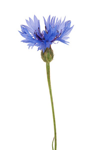 孤立单一的蓝色菊苣花图片