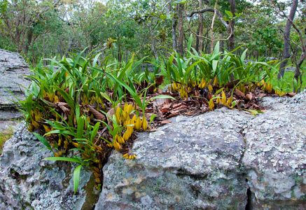 在岩石上的野生兰科植物照片