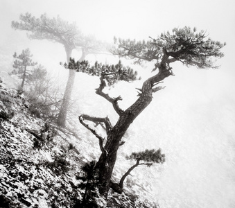 雾在山中的树木图片