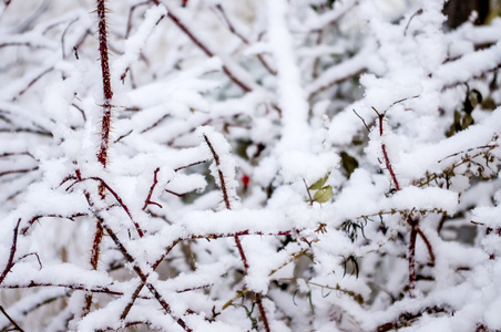 在雪中的分支