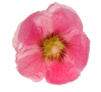 白色衬底上的光粉红色锦葵属植物花