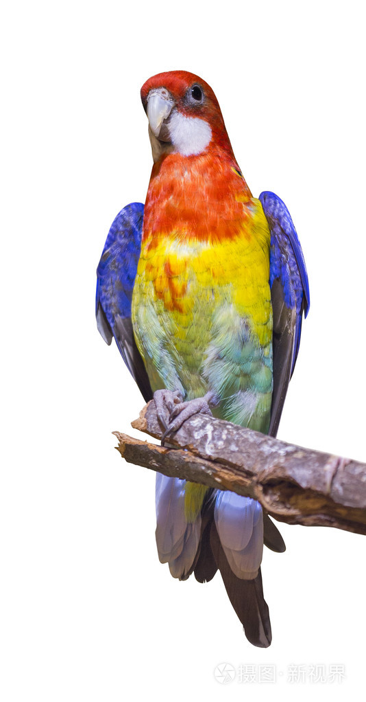 白色衬底上分离出的金蓝红鹦鹉