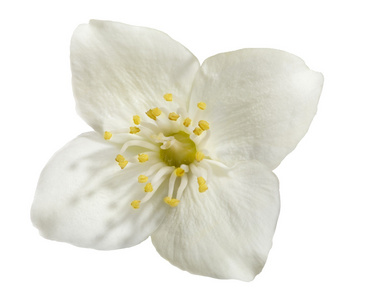 白色衬底上的一朵鲜花图片