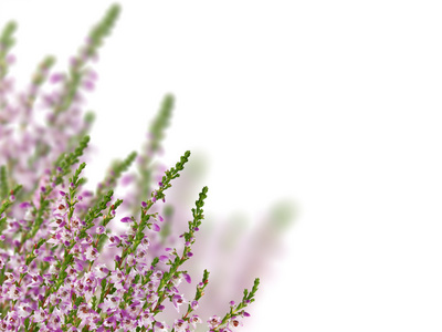 希瑟与紫色的花，白色衬底上的组