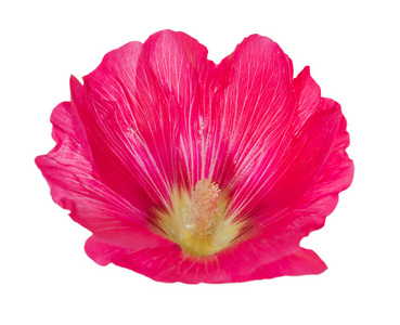 白底粉红锦葵属植物花