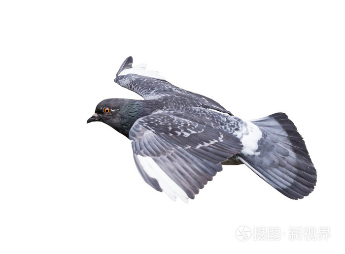 滑翔黑白色衬底上的鸽子