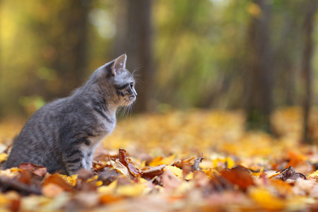 小猫在黄色的树叶