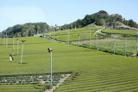 准备好收获早春绿茶农场