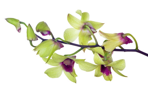 淡绿色的兰花花与紫色中心