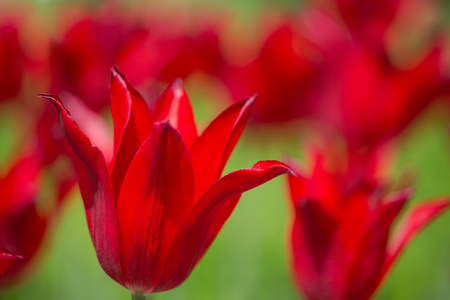 在明亮的背景上的红色郁金香花