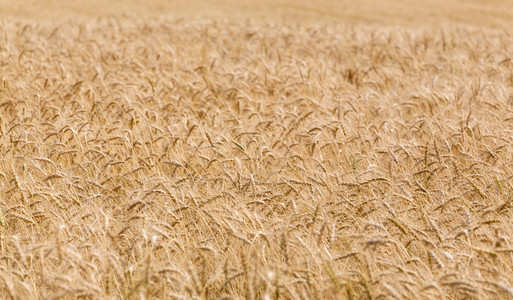 小麦领域背景的金耳朵
