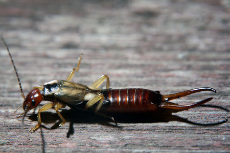 昆虫螋