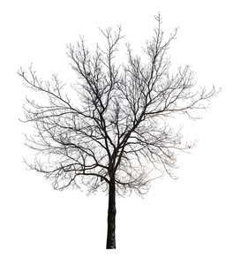 孤立光秃秃的橡木树