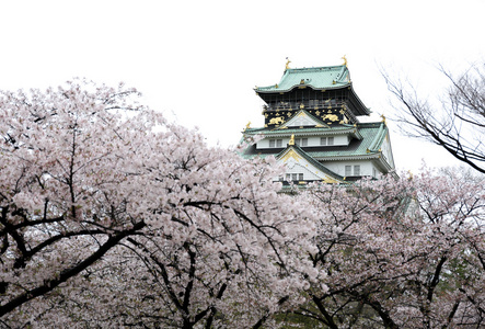 大阪城堡与日本大阪樱花盛开