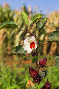 玫瑰茄或芙蓉玫瑰茄