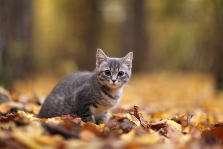 小猫在黄色的树叶