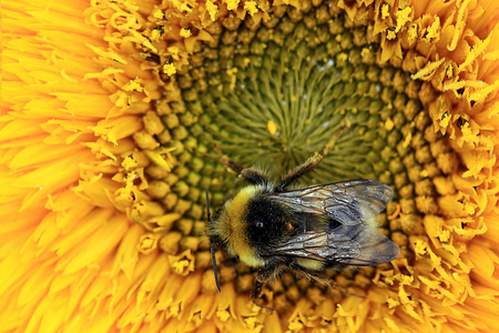 上一朵花的大黄蜂
